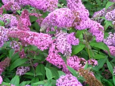 Buddleja ültetés és gondozás a nyílt terepen növénynemesítési