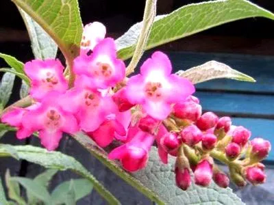 plantare Buddleja și de îngrijire a culturilor în câmp deschis de reproducție