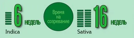 Indica на канабис Сатива се различава от otichy Sativa и indicamj Новости отгоре-5