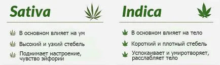 Cannabis sativa Indica diferă de top-5 otichy sativa și indicamj novosti