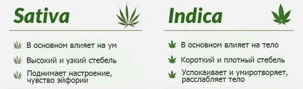 A Cannabis sativa indica eltér a felső-5 otichy sativa és indicamj Novosti