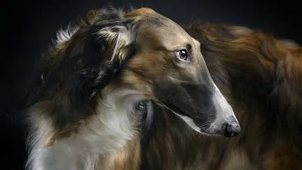 Хрътки, порода куче, на афганска хрътка, руски Hound, кучета, фото