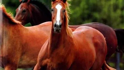 Будьонновск порода коне снимки, ревюта, описания, характеристики, характер
