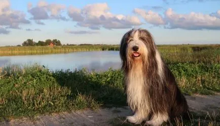 Bearded Collie fotó, jellemzők, fajta leírás