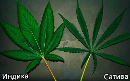 Cannabis sativa Indica diferă de top-5 otichy sativa și indicamj novosti