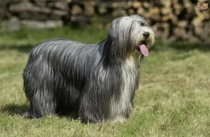 Bărbos Collie fotografie, Collie bărbos