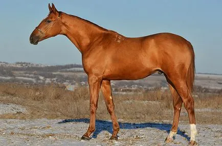 Budyonnovsk fajta lovak leírása, jellemzése és fotó