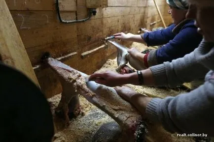 Private piei ca o fermă de blană recoltate de la animale moarte - Vegan