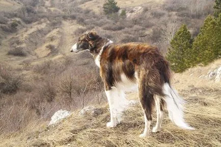 Ökölvívás, kutya fajta, az afgán agár, orosz agár, kutya, fotó