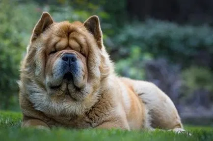 Chow Chow rasa fotografie și descriere, cât de mult este Chow Chow și hrana pentru animale