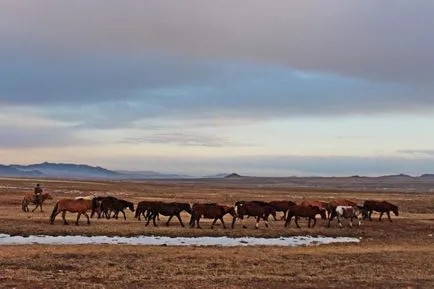 Budyonnovsk fajta lovak fotók, vélemények, leírások, jellemzők, karakter