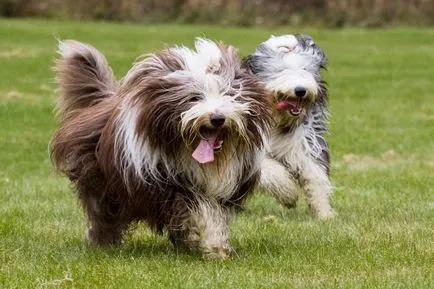 Szakállas collie fotó, szakállas collie