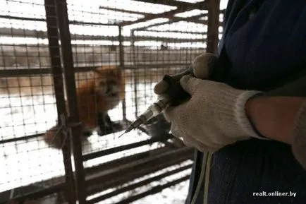 Magán a prémes gazdaság betakarított bőre elhullott állatok - vegán