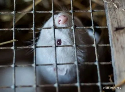 Magán a prémes gazdaság betakarított bőre elhullott állatok - vegán