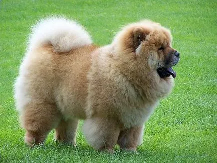 Chow Chow rasa fotografie și descriere, cât de mult este Chow Chow și hrana pentru animale