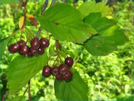 Galagonya fajok, növények és gondozás jellemzői