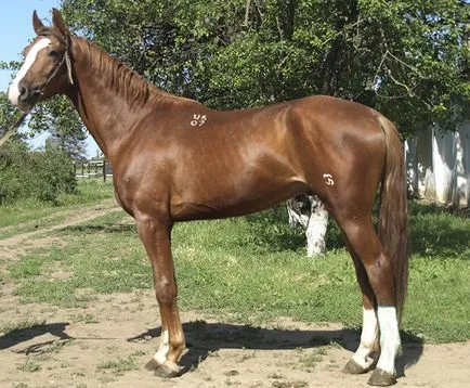 Будьонновск порода коне описание, характеристика и снимка