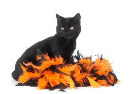 Fekete Macska - miszticizmus és a mitológia, vörös macska