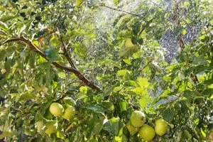 Mărul de alimentare în timpul coacerii fructelor în copaci fertilizatoare vara de mere în timpul fructoase
