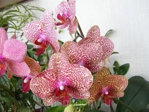 Mi a különbség a Phalaenopsis orchidea virág fajták fajta, fotó, színes, és gondozása növények