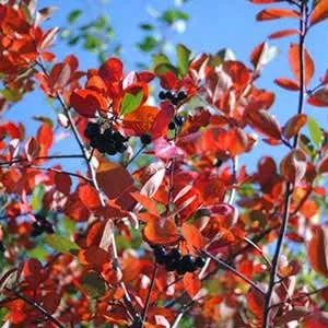 Ce trebuie să știți despre chokeberry (aronia)