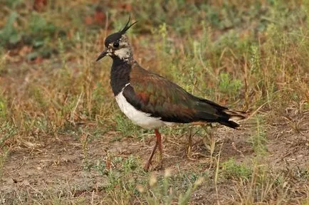 Ciovlică - Bird 2010