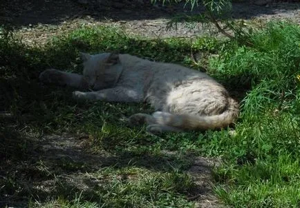 Mi az ember öröm, a macska