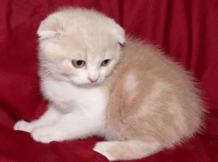 Mi a Feed Scottish fold macska, ls