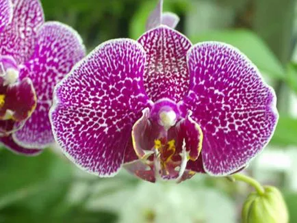 Какво е различен от Phalaenopsis орхидея цветя сортове вид, снимка, цвят, и грижи за растенията