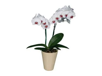 Какво е различен от Phalaenopsis орхидея цветя сортове вид, снимка, цвят, и грижи за растенията