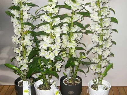 Mi a különbség a Phalaenopsis orchidea virág fajták fajta, fotó, színes, és gondozása növények