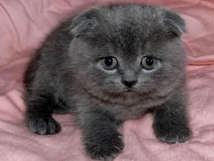 Ce la Feed pisica Scottish Fold, ls