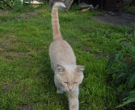 Mi az ember öröm, a macska