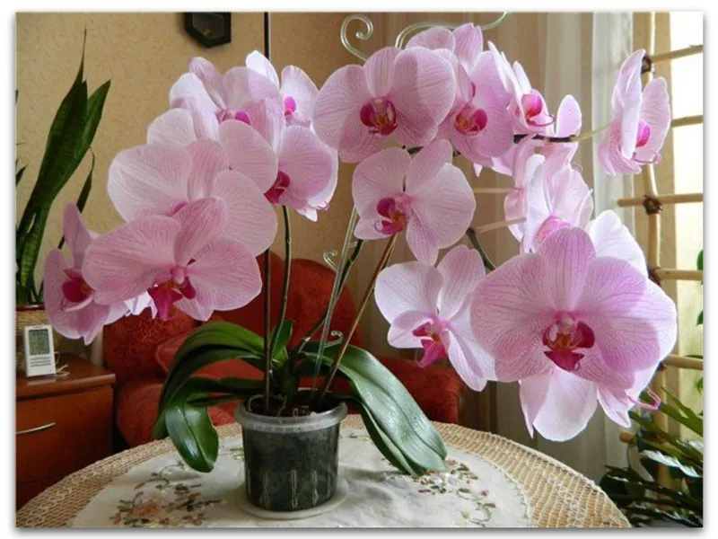 Какво е различен от Phalaenopsis орхидея цветя сортове вид, снимка, цвят, и грижи за растенията