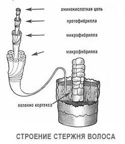 Какво е кератин, нейната структура и какво е то в нашата коса (косата структура) studopediya