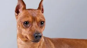 Caracteristici pinscher pitic de rasa, de îngrijire și caracter (cu fotografii), toate despre câini