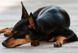 Caracteristici pinscher pitic de rasa, de îngrijire și caracter (cu fotografii), toate despre câini