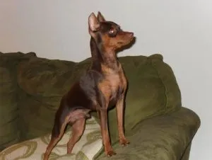 Caracteristici pinscher pitic de rasa, de îngrijire și caracter (cu fotografii), toate despre câini