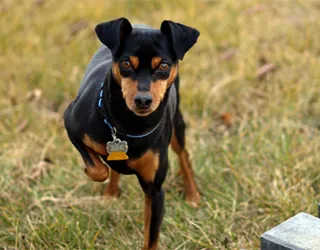 Caracteristici pinscher pitic de rasa, de îngrijire și caracter (cu fotografii), toate despre câini