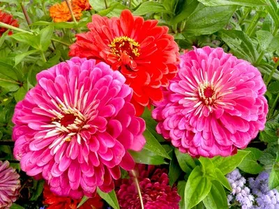 Zinnia gondozás, tenyésztés, öntözés, fotó, műtrágyázás