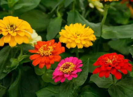 îngrijire Zinnia, cultivare, udare, plantare la domiciliu