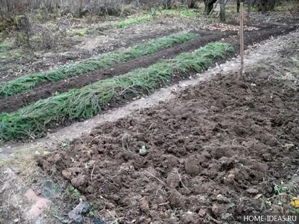 Care a pus sub iarna în grădină