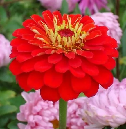 îngrijire Zinnia, de reproducere, de irigare, fotografie, fertilizat