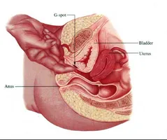 Какво е необходимо - Urolesan - простатит