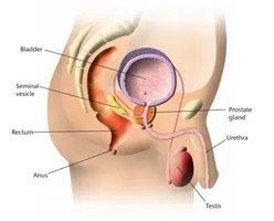 Какво е необходимо - Urolesan - простатит