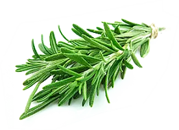 Rosemary officinalis illóolaj, alkalmazás, gyógyszer tulajdonságait, ellenjavallatok, Asper