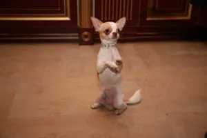 Képzés egy Chihuahua otthon kezdeni, tippek