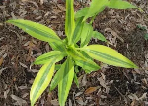 Dracaena Sander képek, otthoni gondozást, tenyésztés