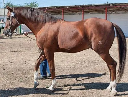 Достойнство и описание на породата на конете Budennovskaya