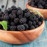 Blackberry Agawam leírás, ültetés és gondoskodó fokozatú